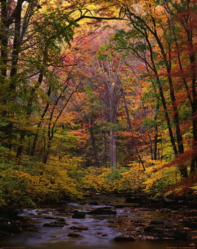 Black River, October, Morris County, NJ (MF).jpg Black River, October, Morris County, NJ (MF).jpg
